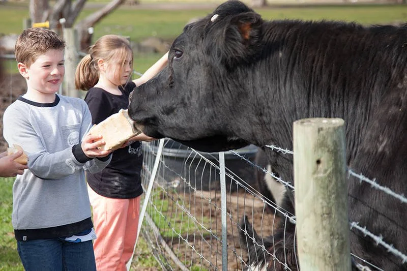 Children feeding a large black cow through a fence on a farm.