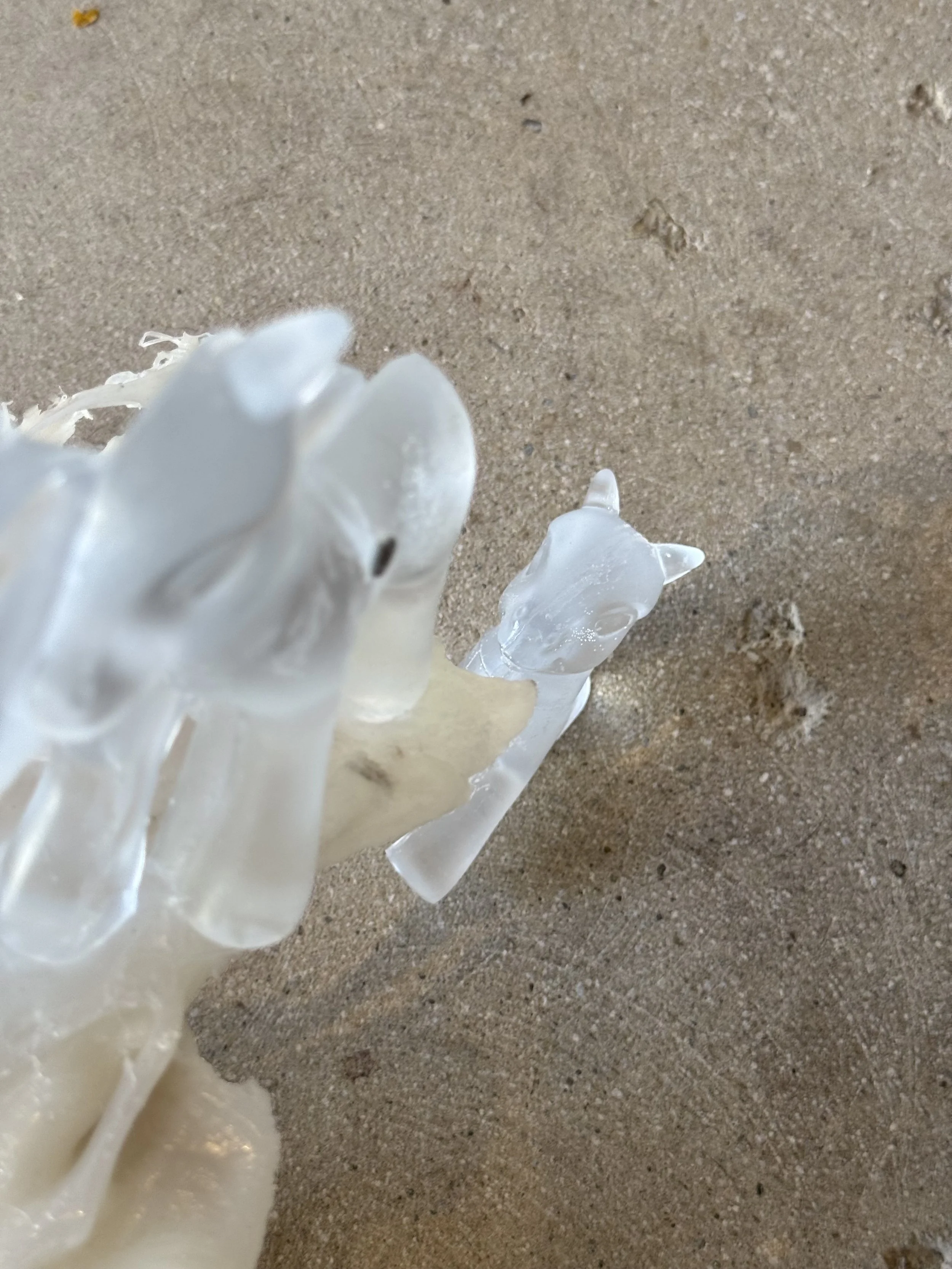 Toy, Toy (paradise inside) . [Detail e.]