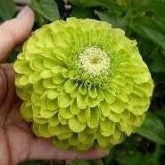 https://i.etsystatic.com/6640270/r/il/77b4e7/2780826092/il_fullxfull.2780826092_jzjs.jpg