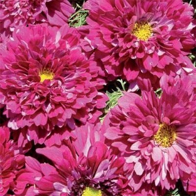https://i.etsystatic.com/6640270/r/il/9fbf95/3447034538/il_fullxfull.3447034538_b4wi.jpg