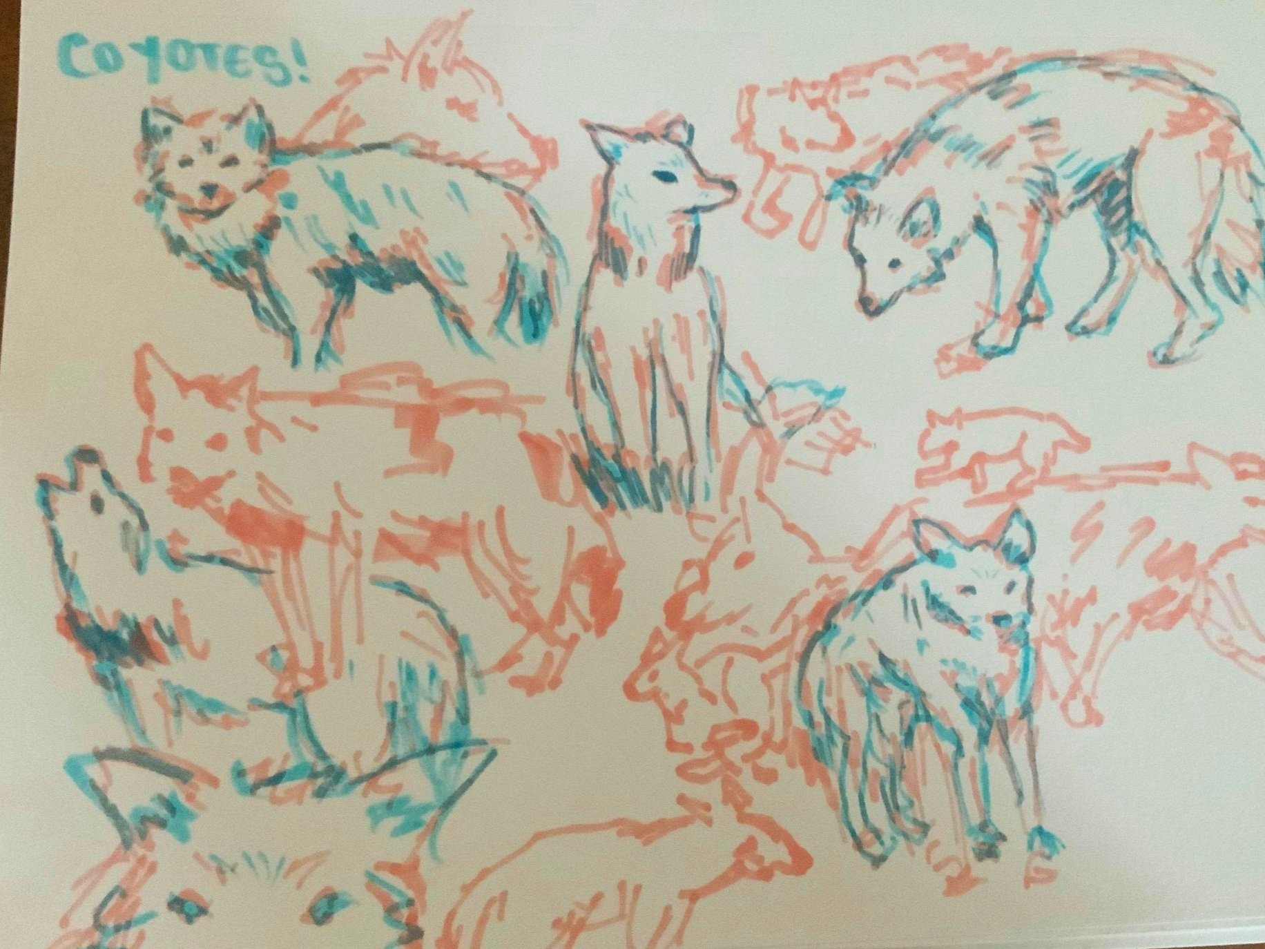 Studies of Coyotes