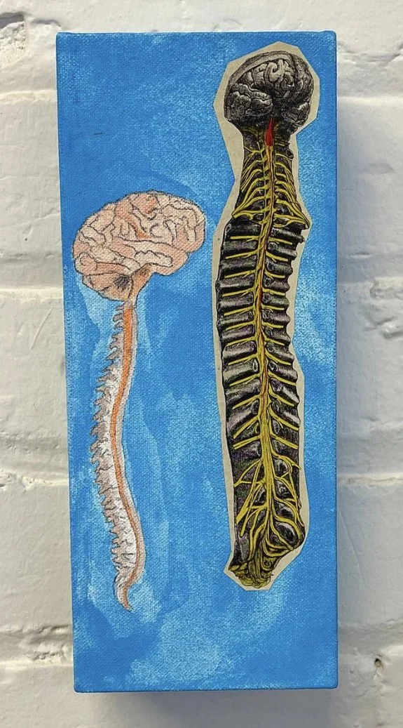 spinal cord.jpg