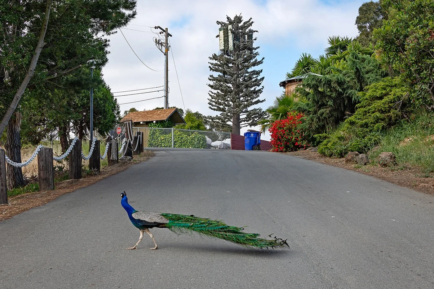 Superfluous Plumage, Rodeo, CA