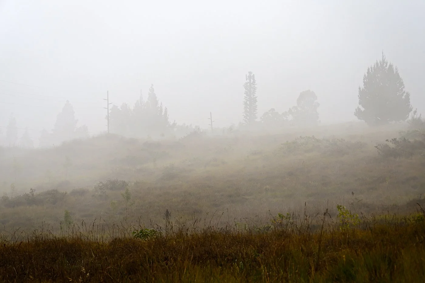 On the Flanks of Mauna Kea, Waimea, HI
