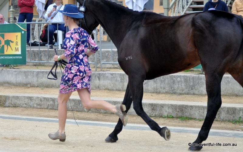 23-adelaide-thurs-5star-trot-up_162.jpg