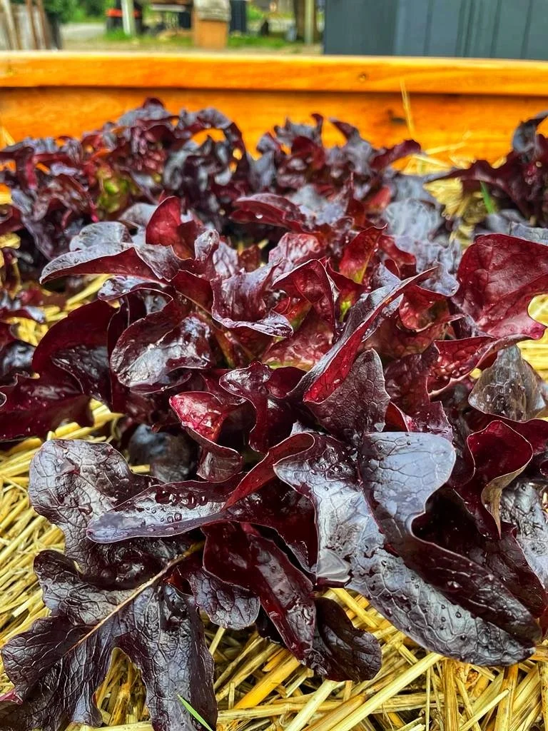 IMG-20220425-WA0001-01 (2).jpeg