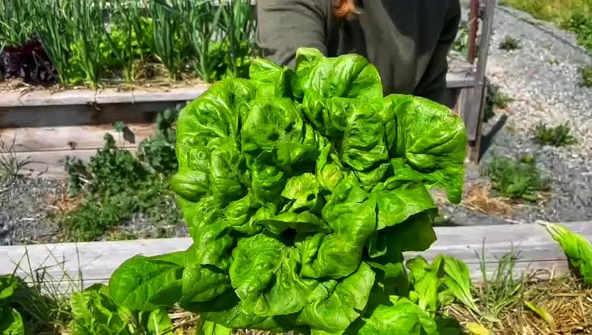 ezgif-frame-001-01 (1).jpeg