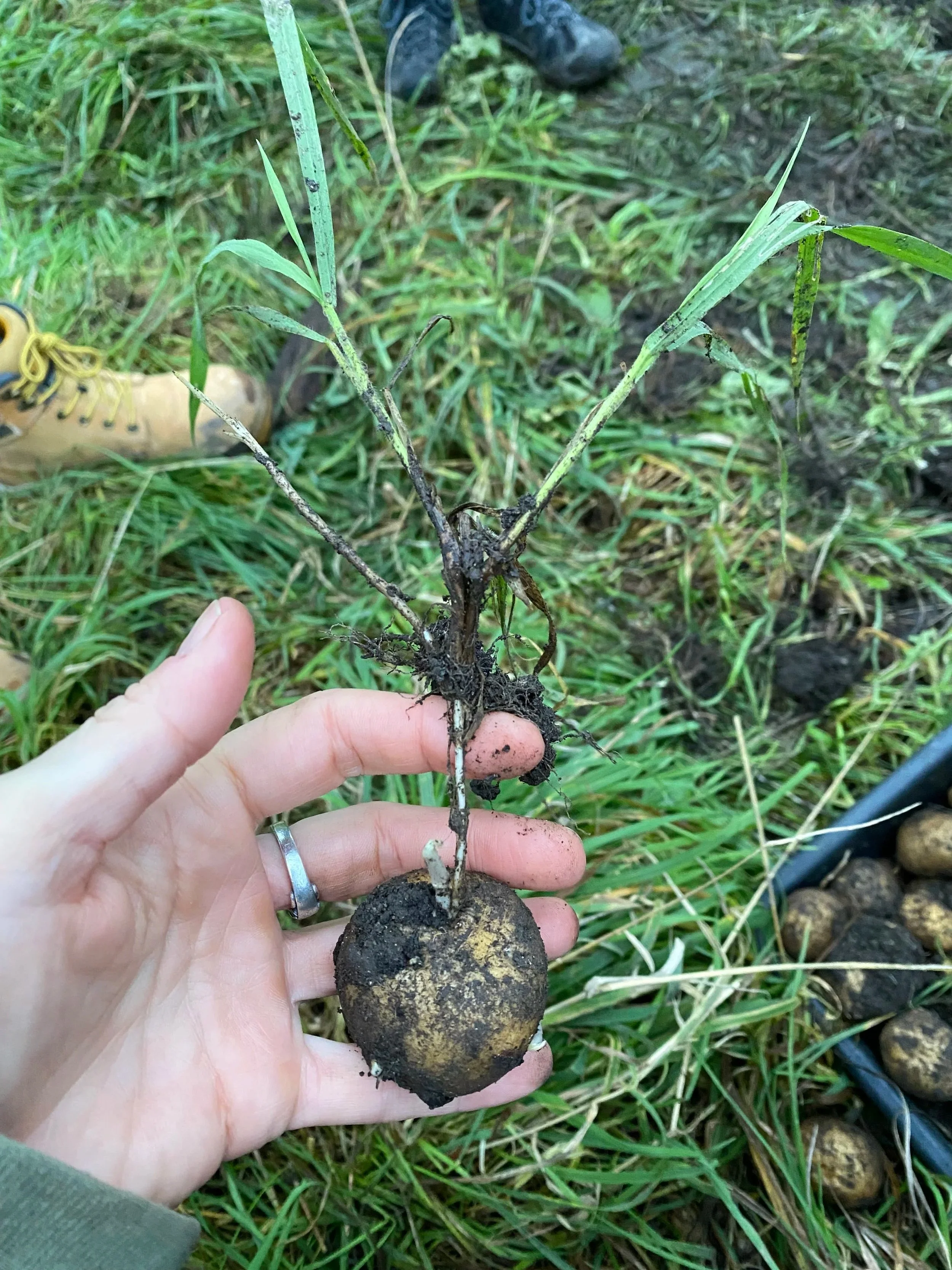 Couch grass hi-jacking a potato