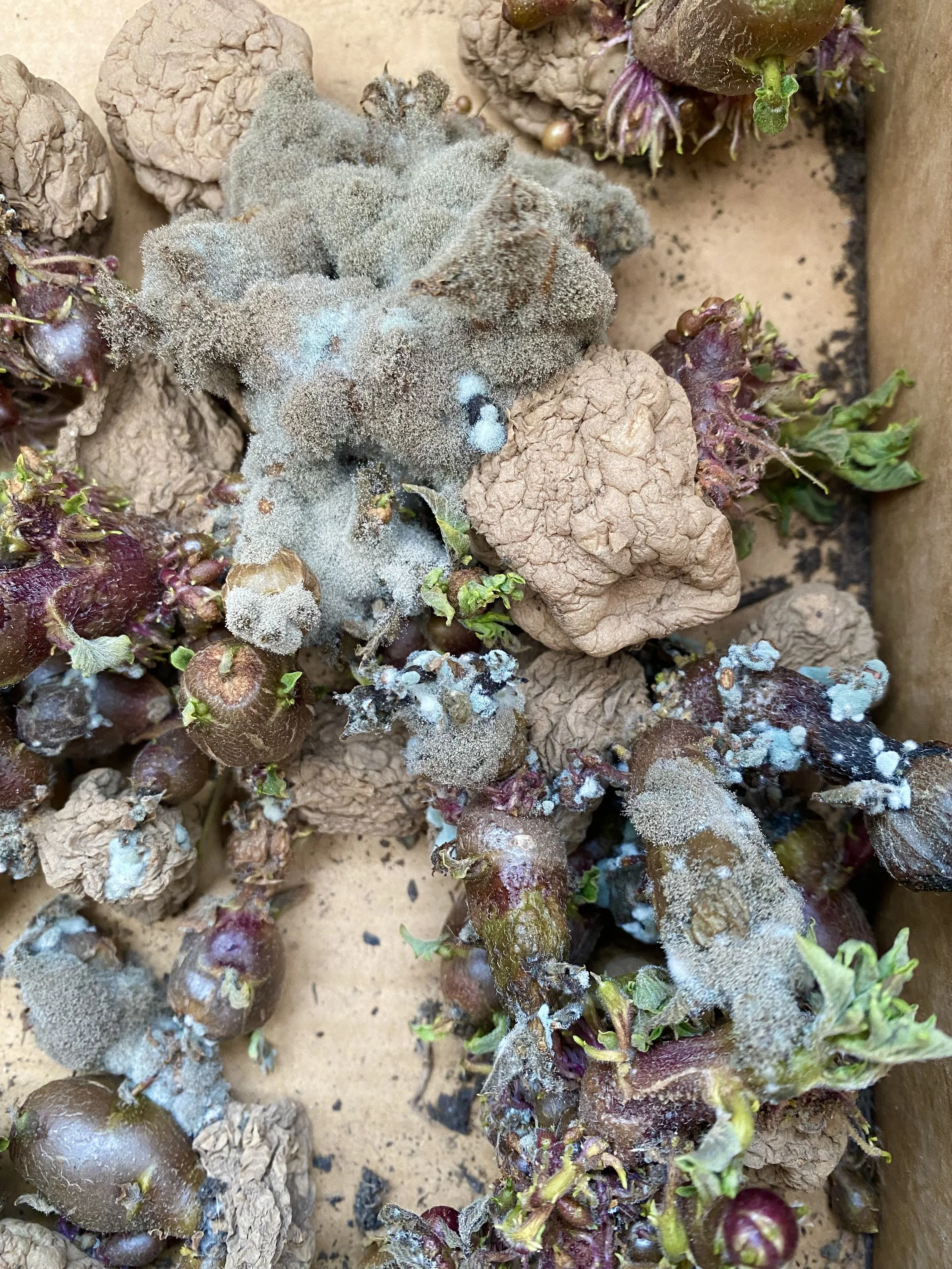 Melting decomposition