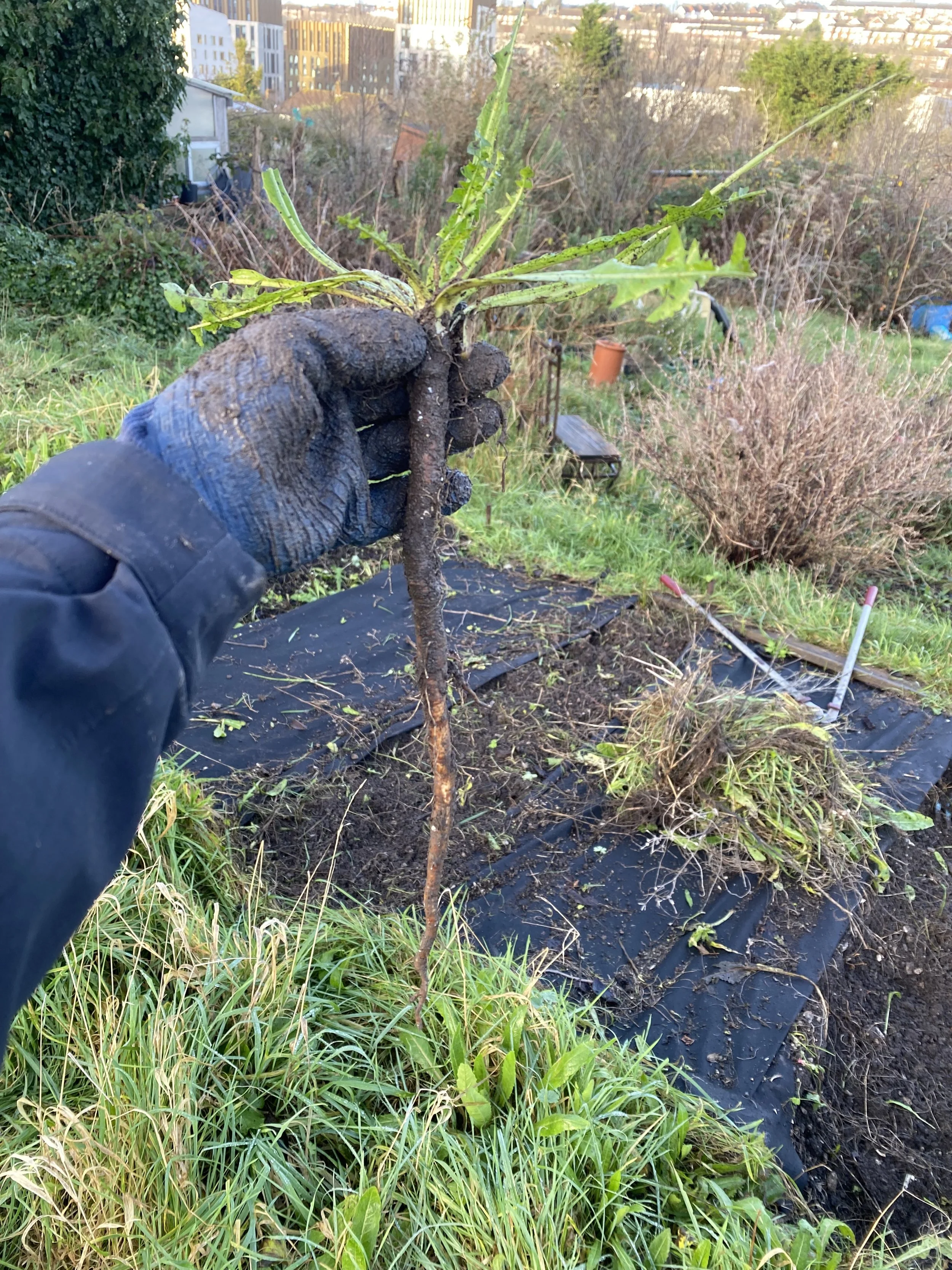 The deep anchoring taproot of a dandelion, bigger than the visible parts of the plant