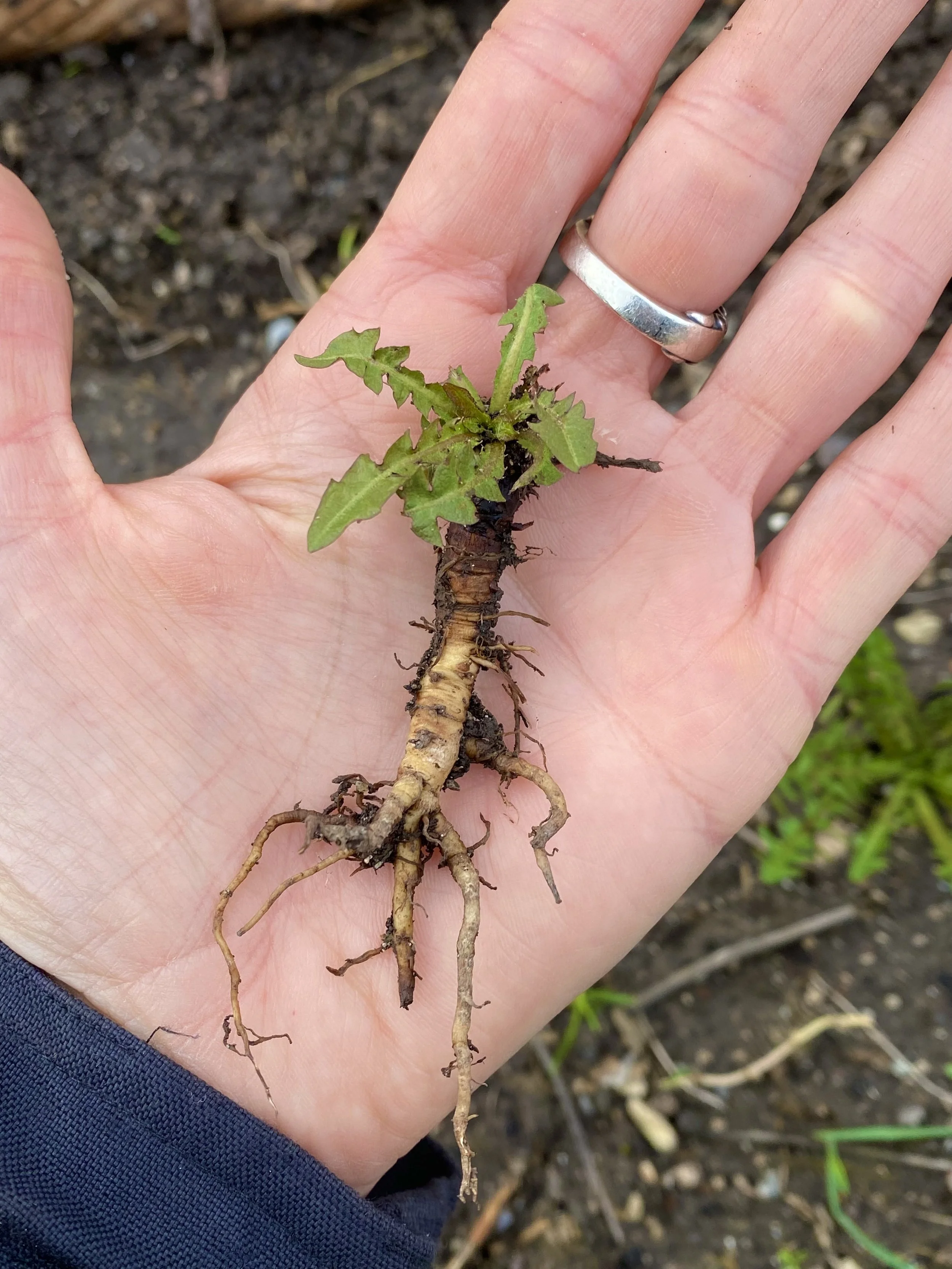 Tiny drunken plant person