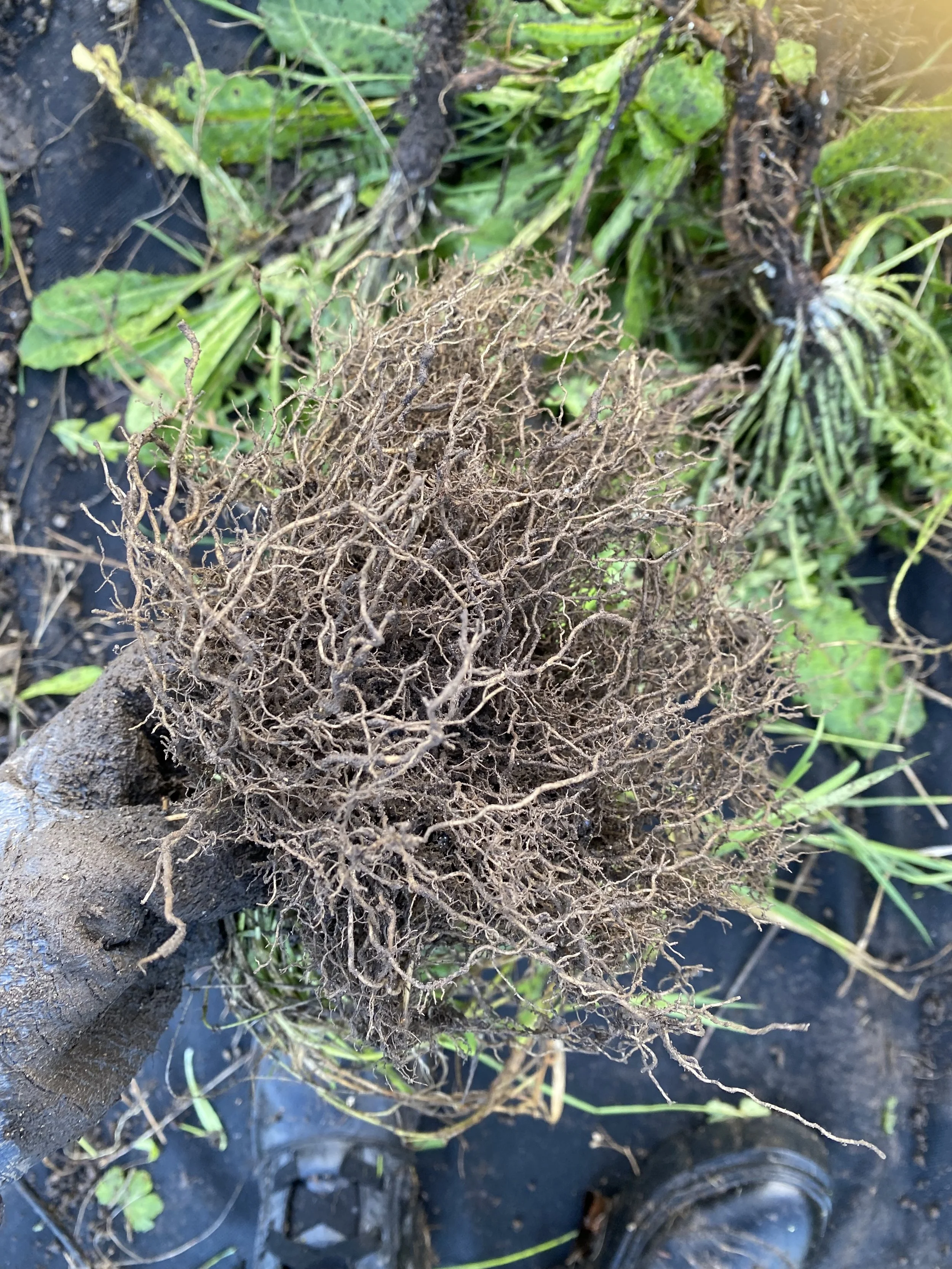 Opportunistic roots of innocent-looking couch grass