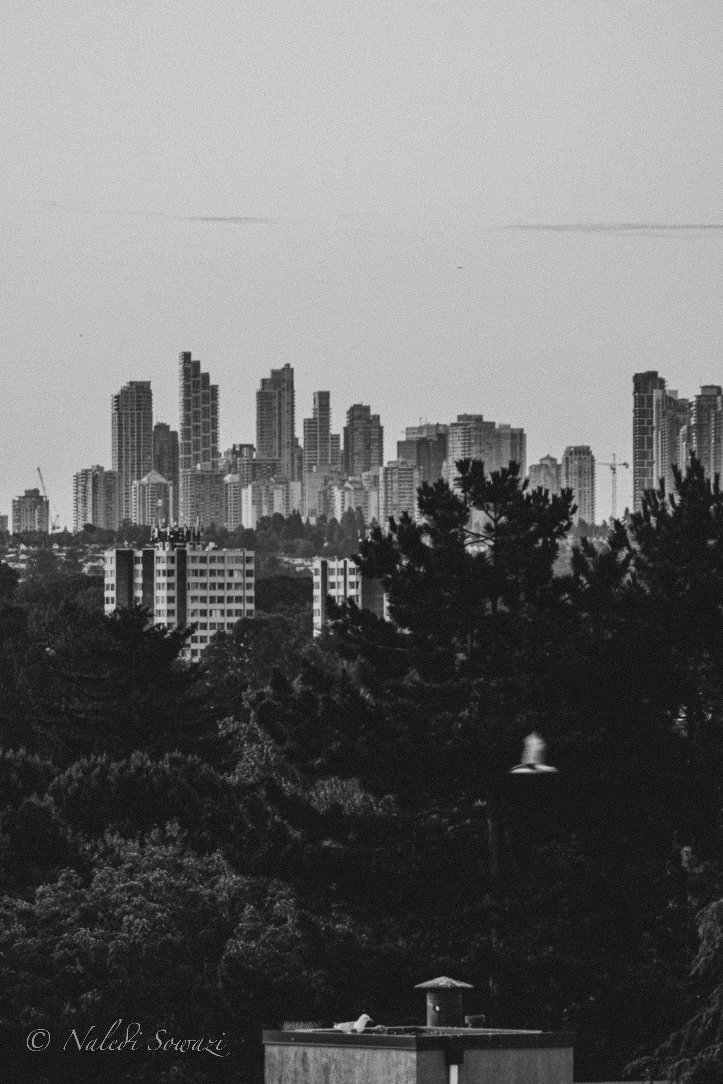 _MG_8273.jpg