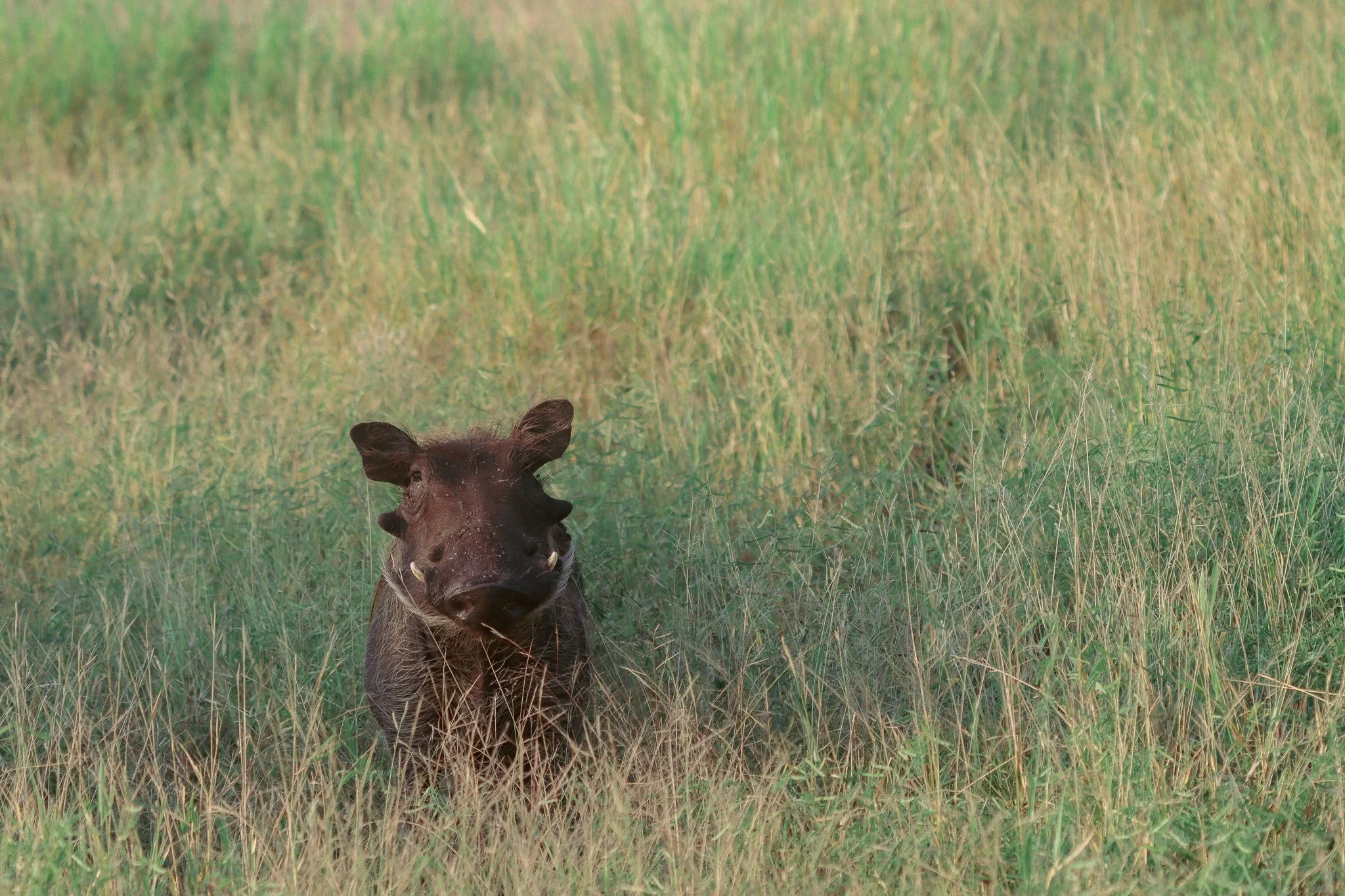 Wildlife
