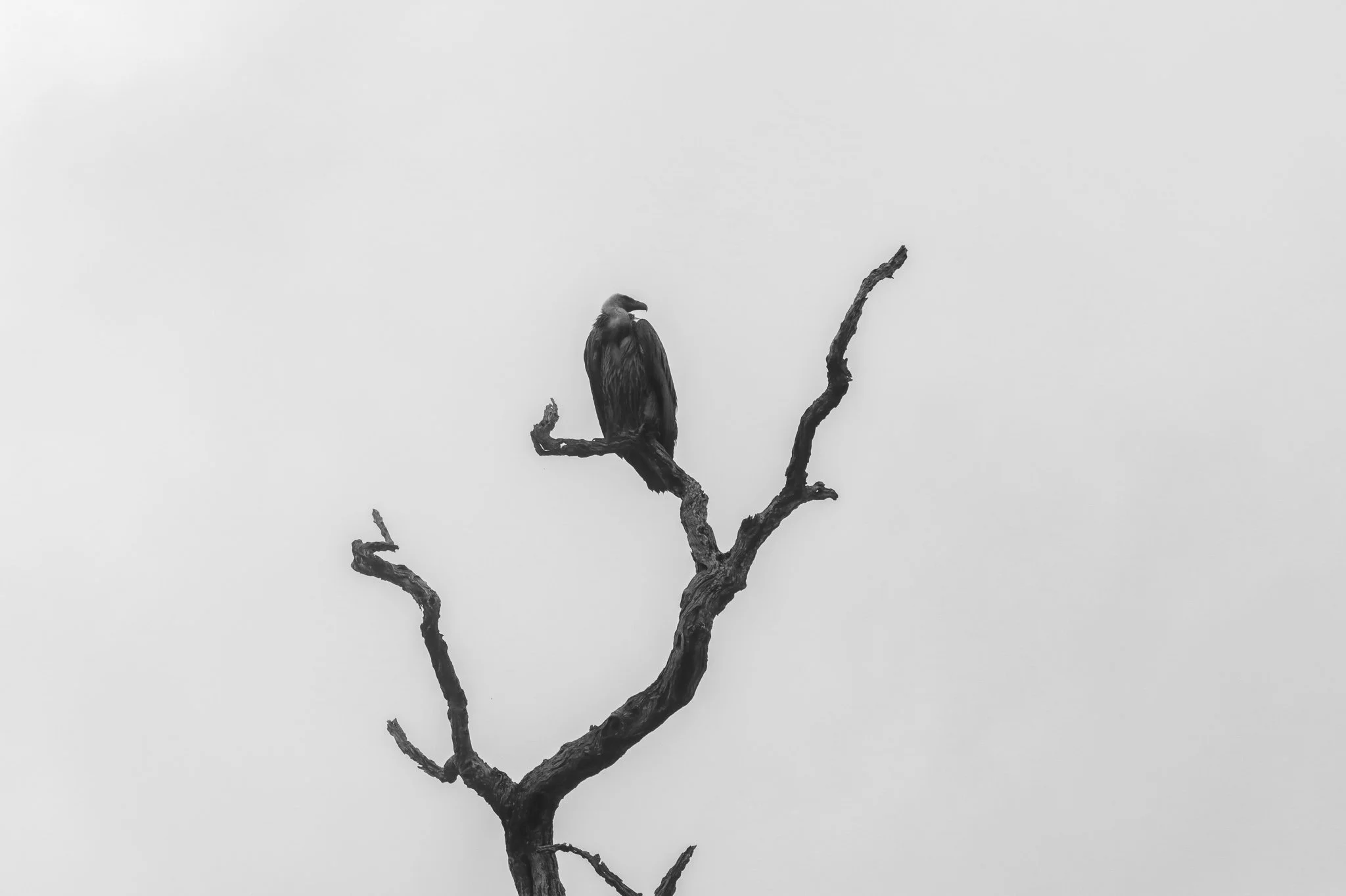 IMG_0825.jpg