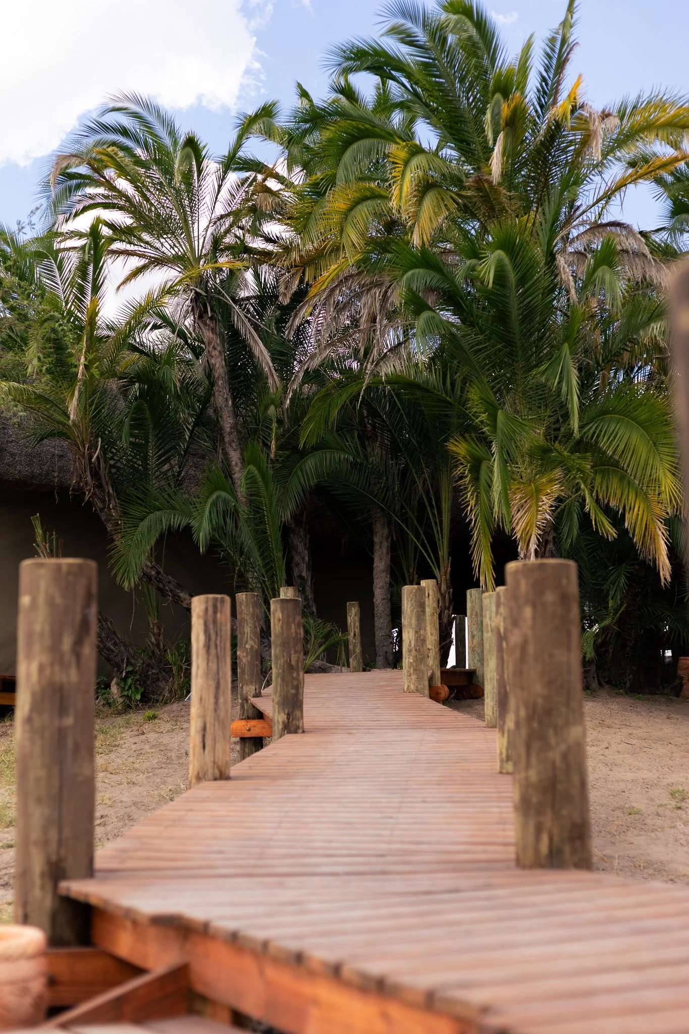 safari yoga retreat.jpg