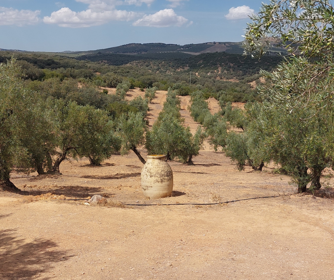 nature spain yoga retreat.png