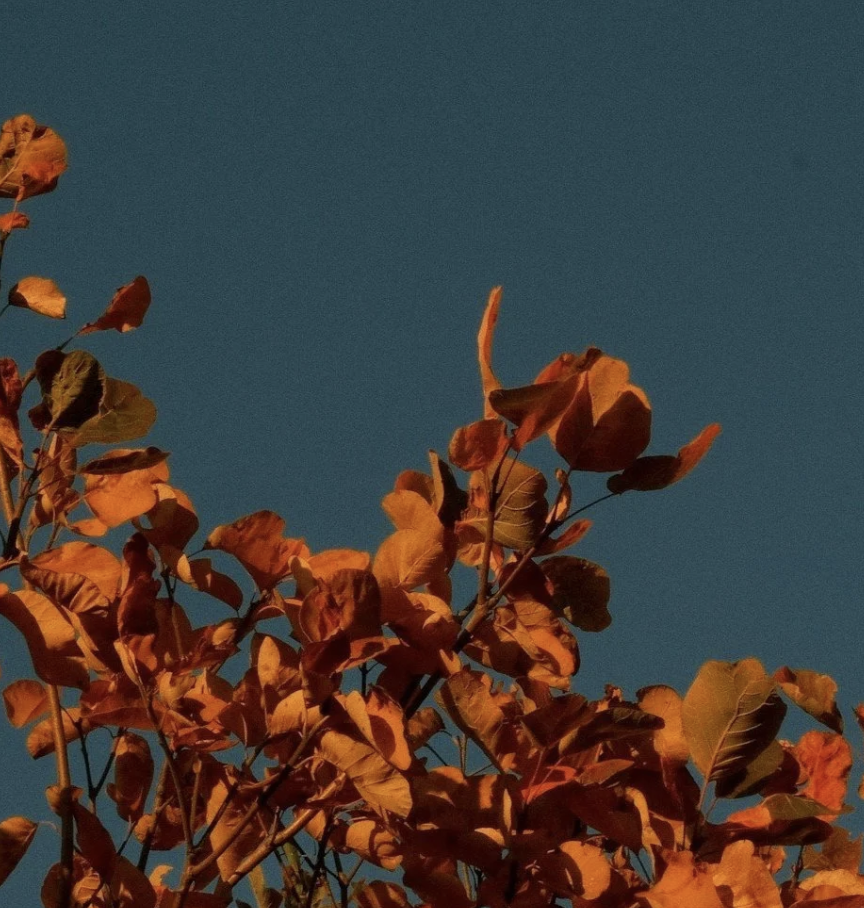 Fall Equinox Cacao & Authentic Movement Ceremony