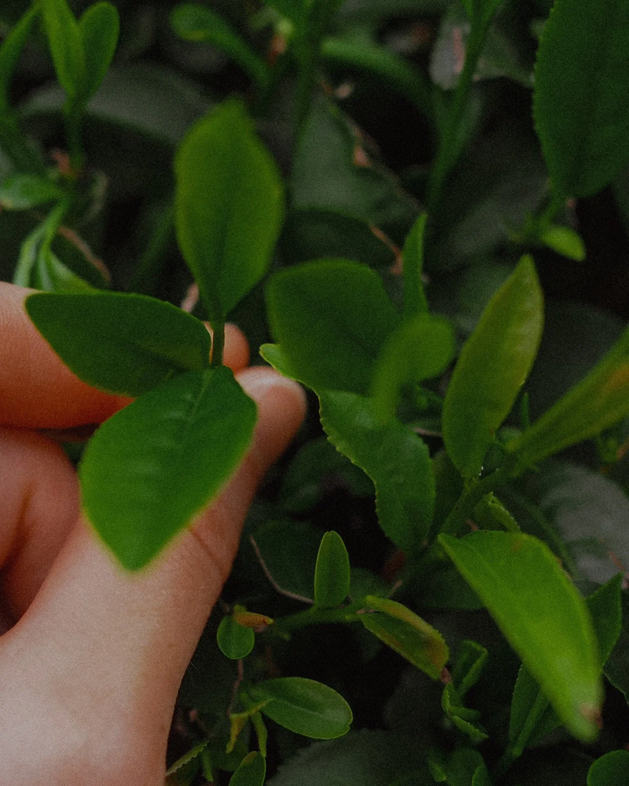 history, cultivation and grading of japanese matcha.JPG