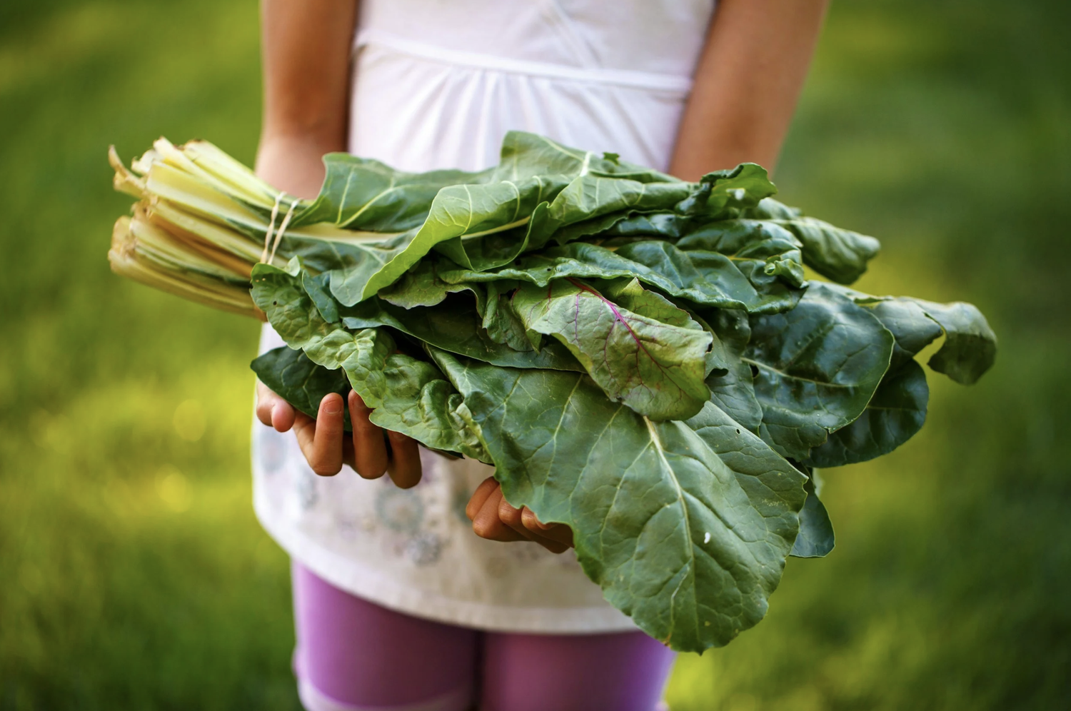 permaculture course summer 2026.webp
