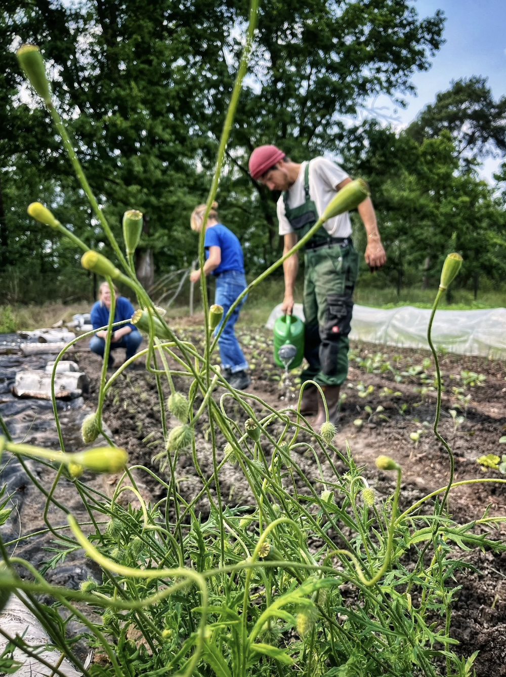 learn permaculture near berlin.webp