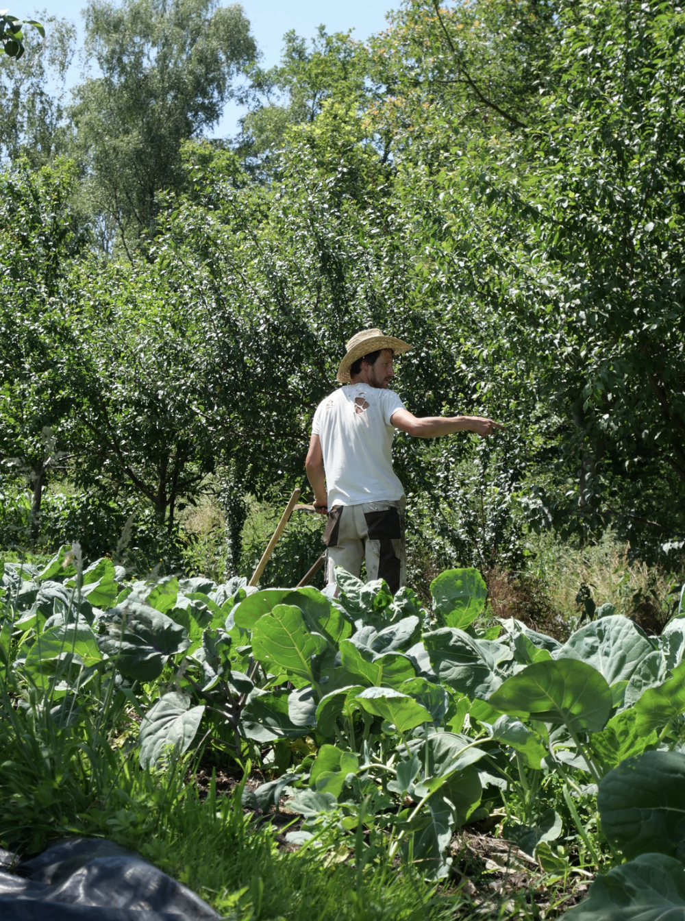Permaculture Summer School Weekend Workshop