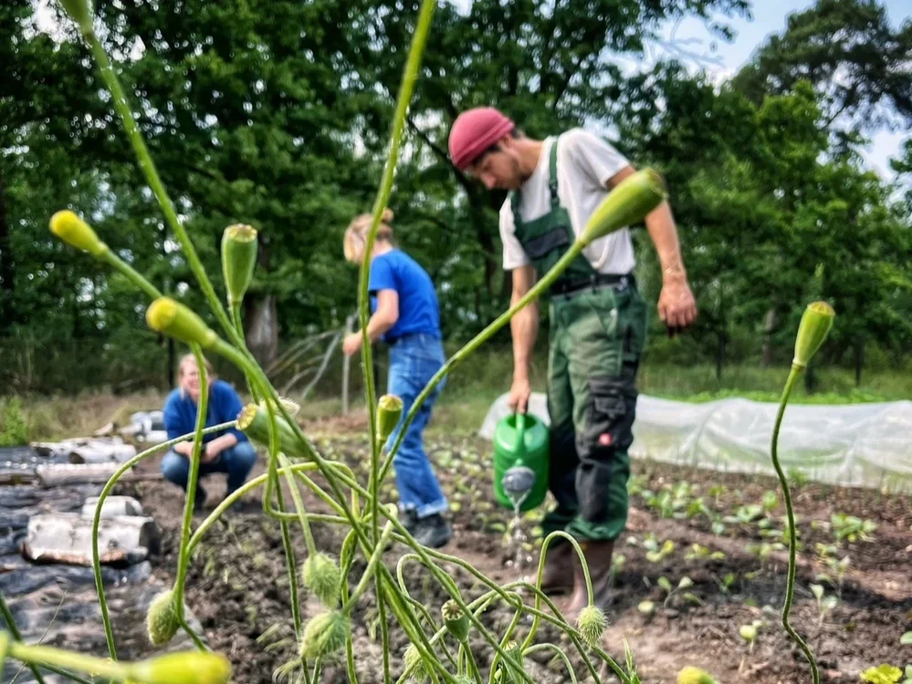 Permaculture Summer School Weekend Workshop 