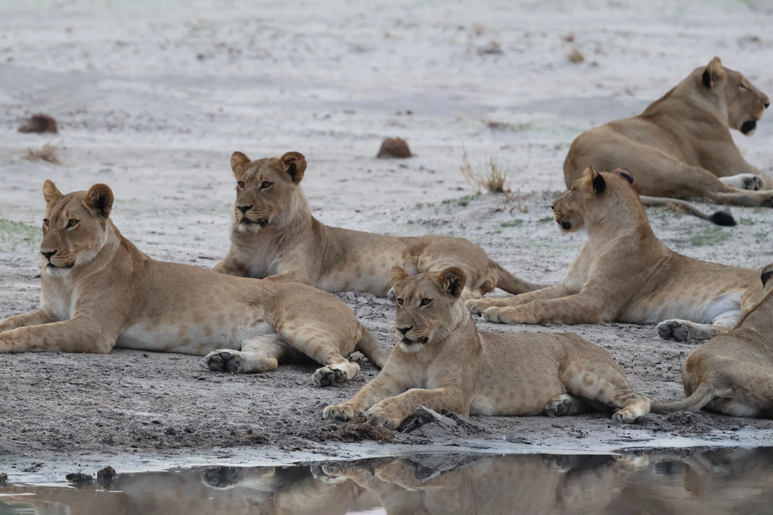 safari yoga retreat.JPG