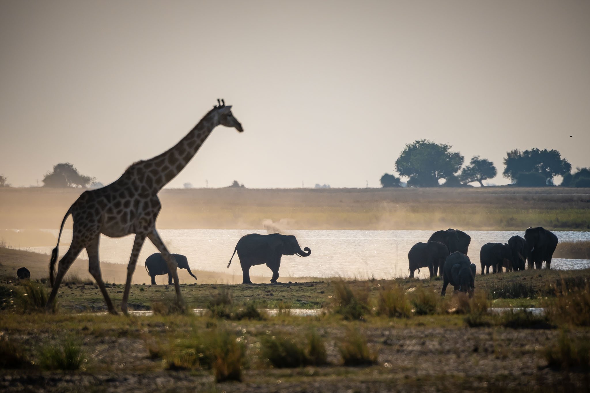 safari yoga retreat.jpg