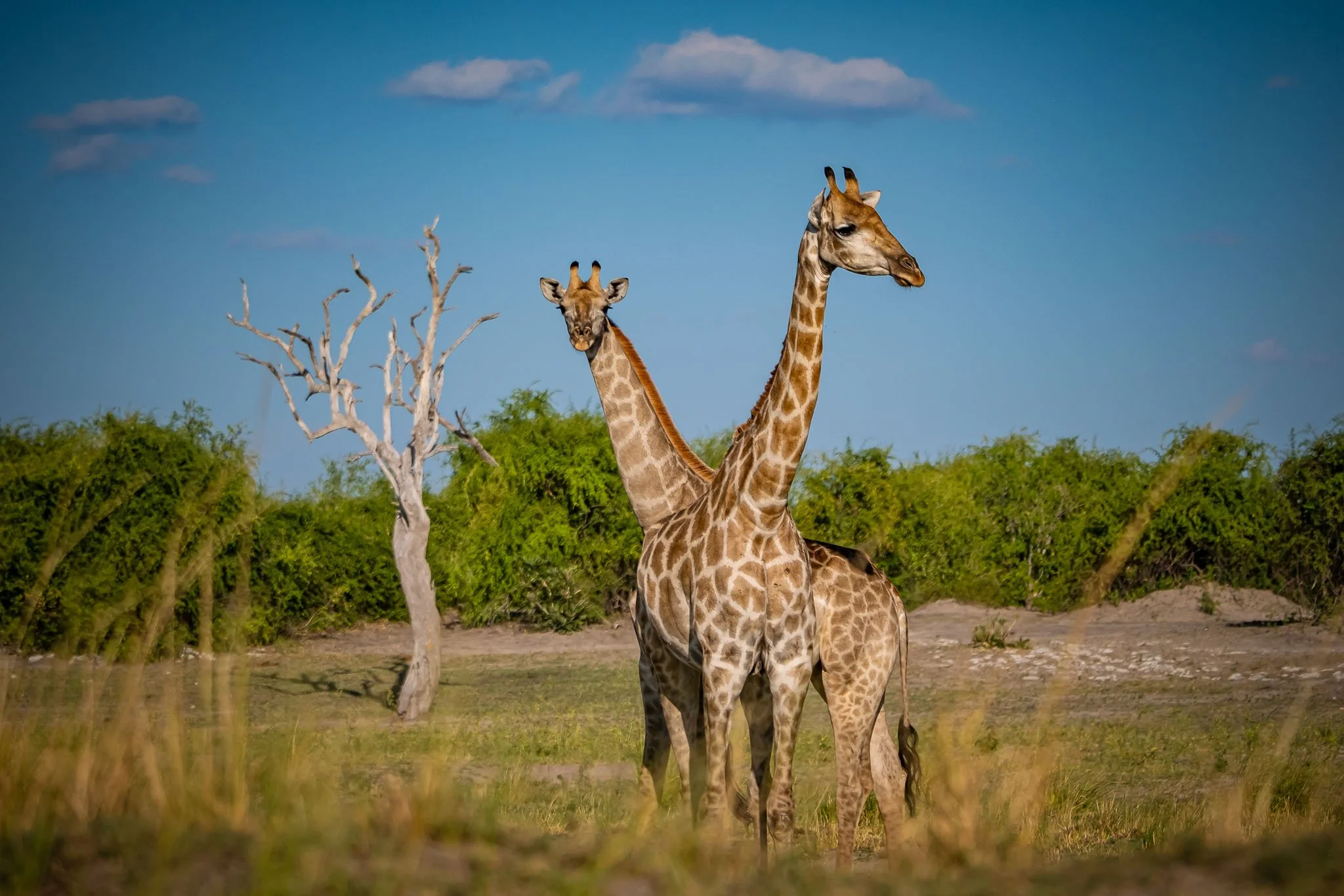 safari yoga retreat.jpg