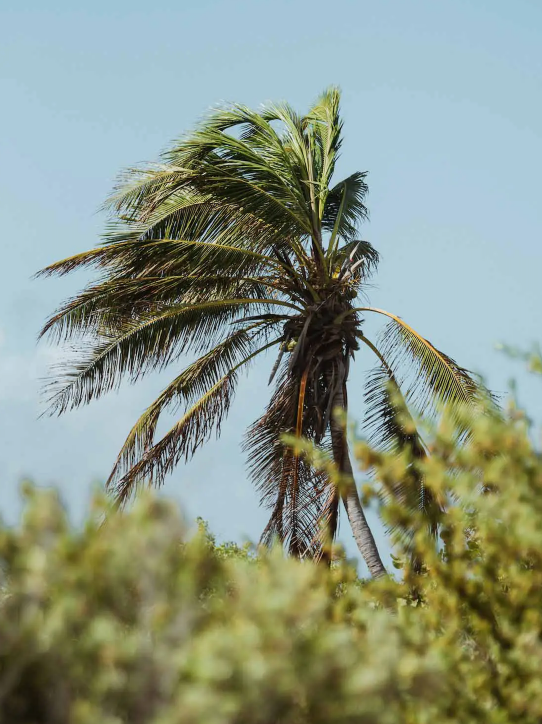 ASHTANGA+YOGA+MEXICO+RETREAT+PALMERA.webp
