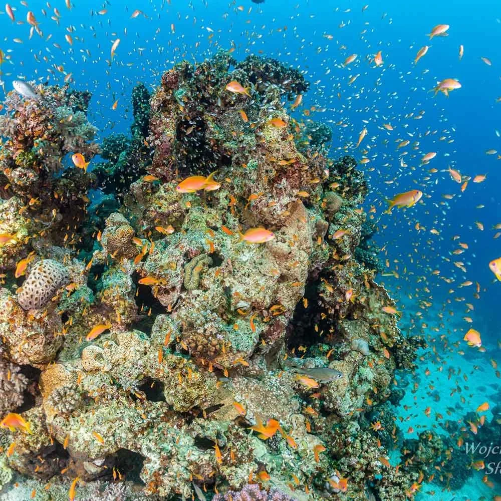 Underwater scene of colorful coral reef with numerous small orange and yellow fish swimming around it.
