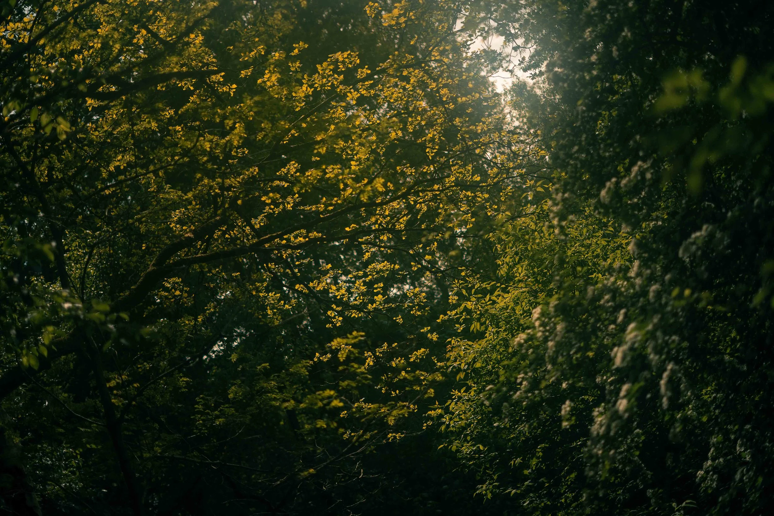 yoga retreat at the forest  near Berlin.jpeg