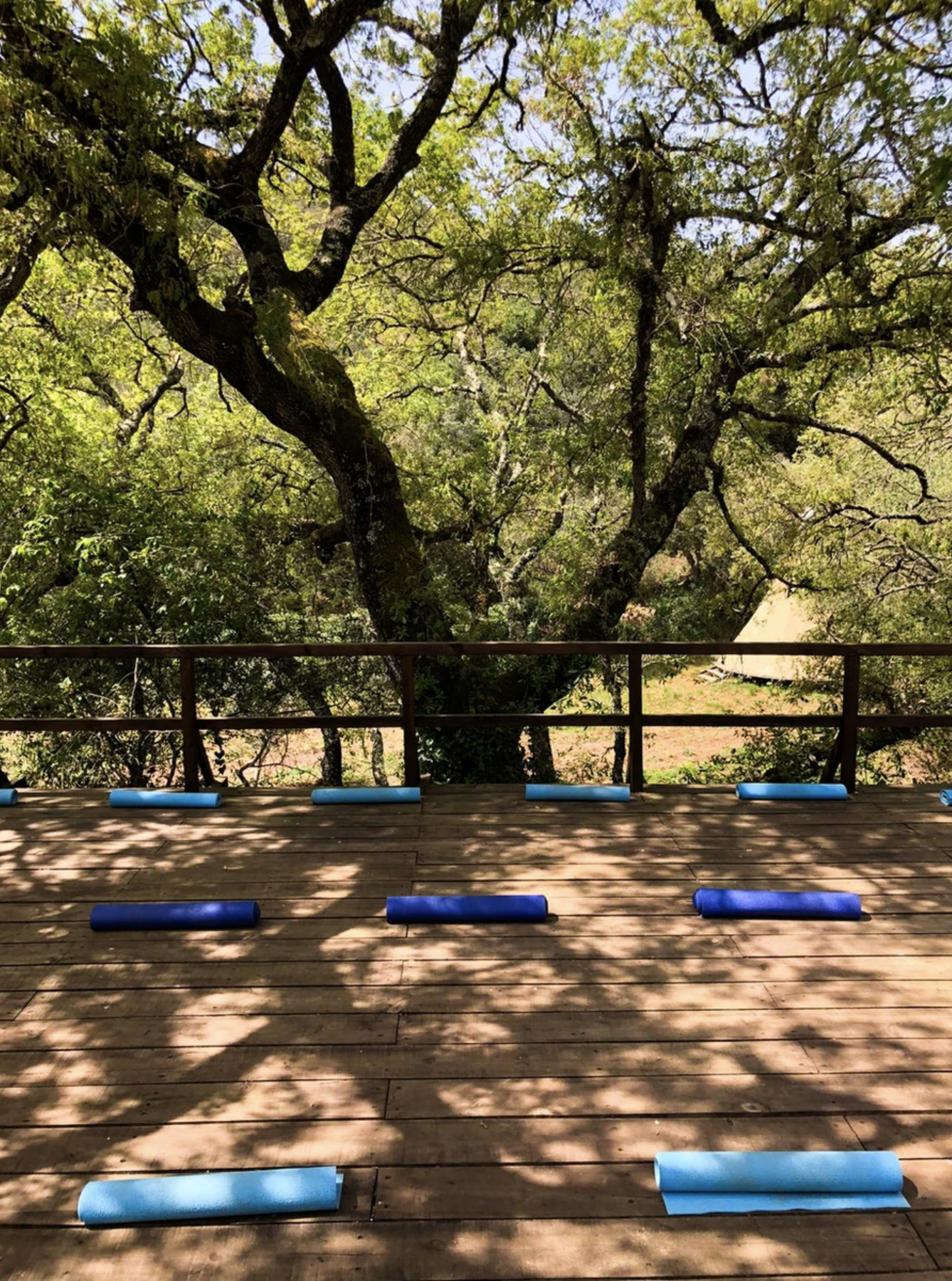 yoga under the trees portugal.png