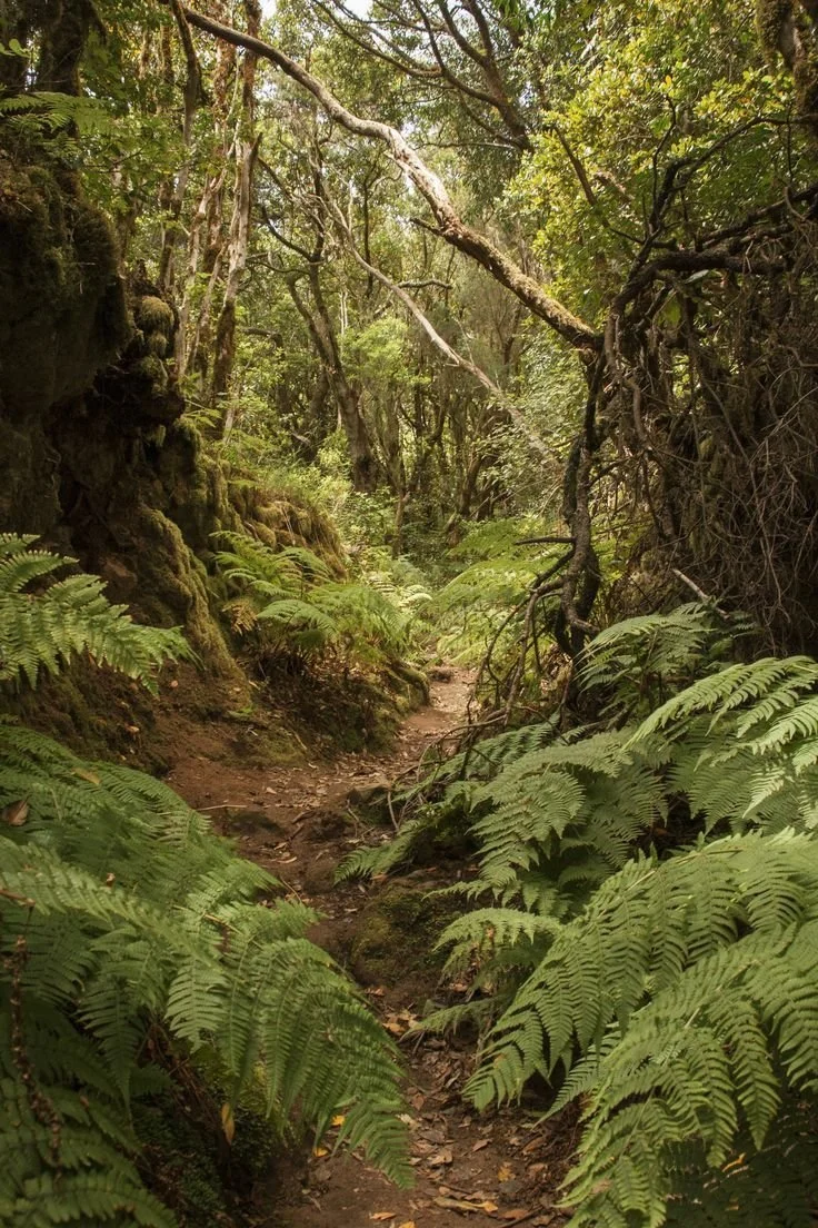 Hiking in Anaga Rural Park, Tenerife.jpeg