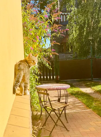 A small orange tabby kitten on a yellow wall ledge next to purple flowers and a black metal patio chair outside on a brick patio.