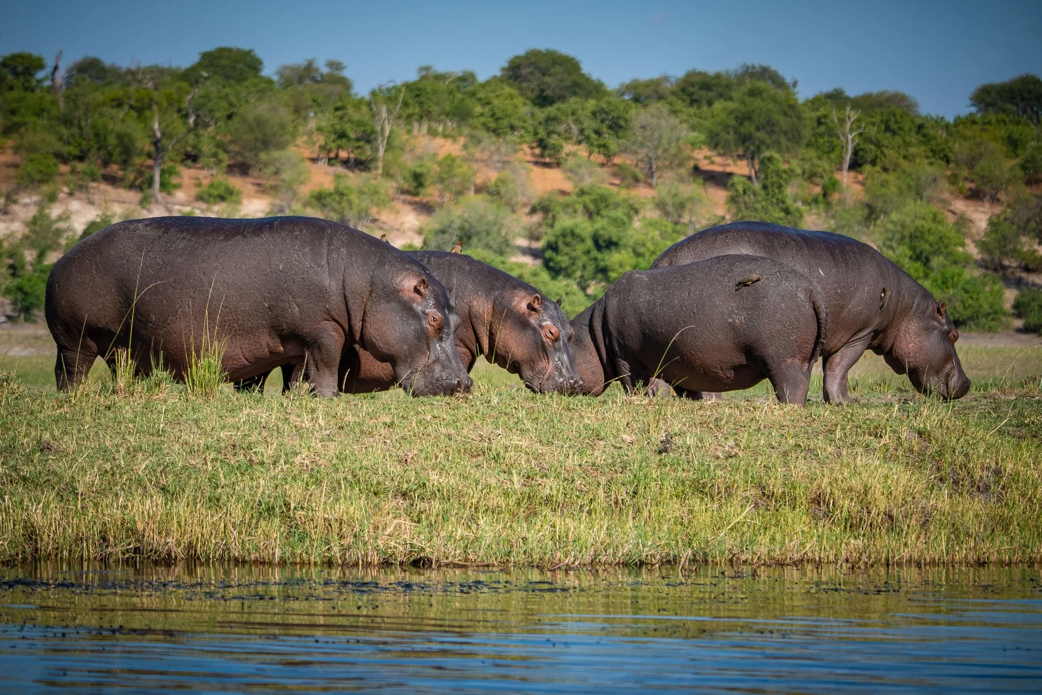 safari yoga retreat.jpg