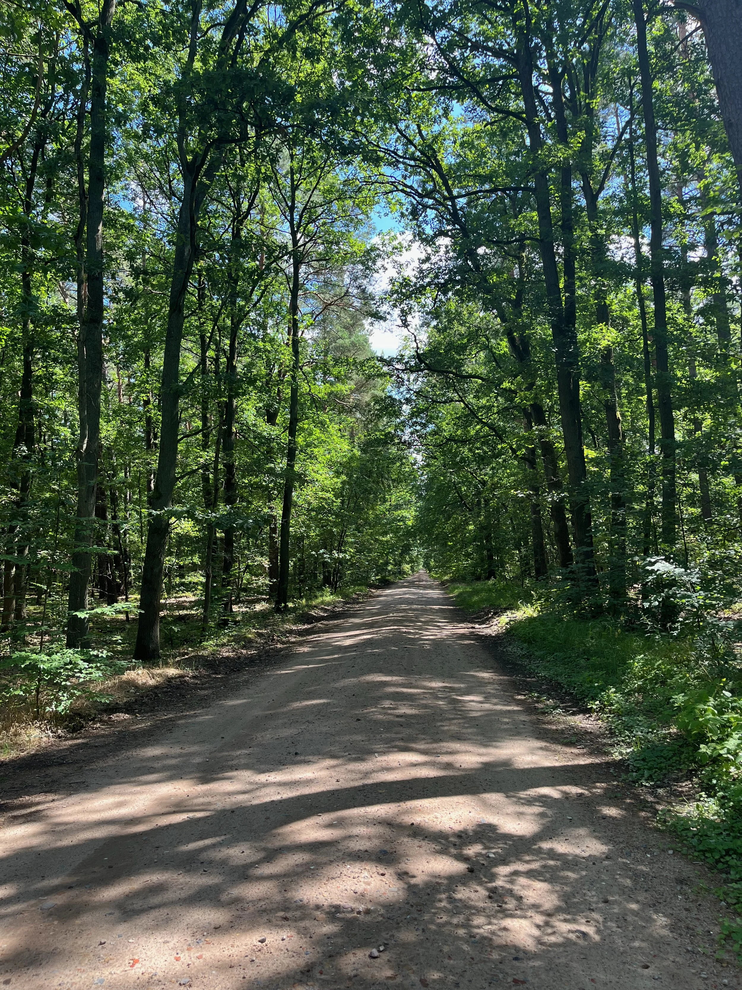 Dirt trail through a dense, green forest under a partly cloudy sky.