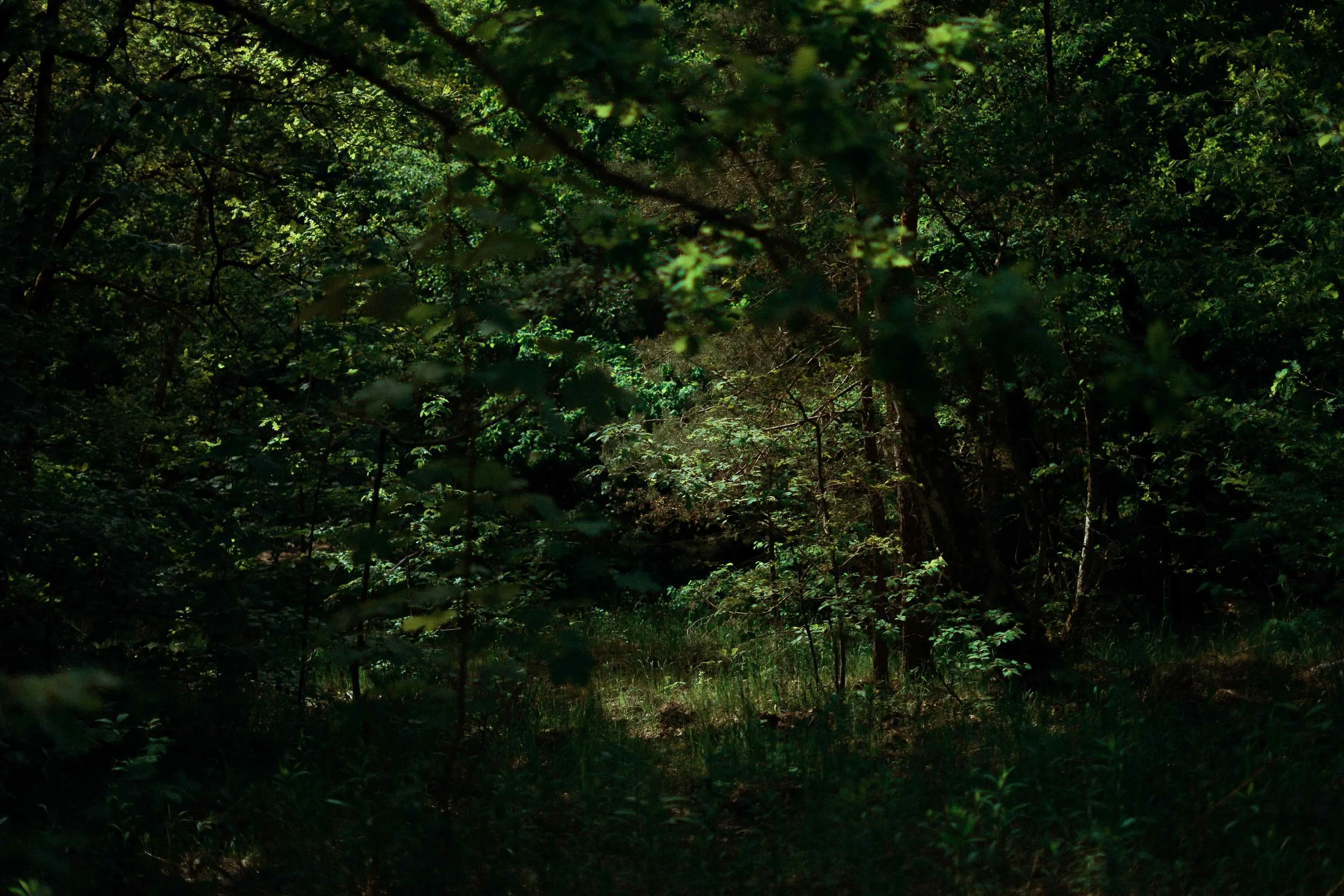 yoga retreat at the forest  near Berlin.jpeg