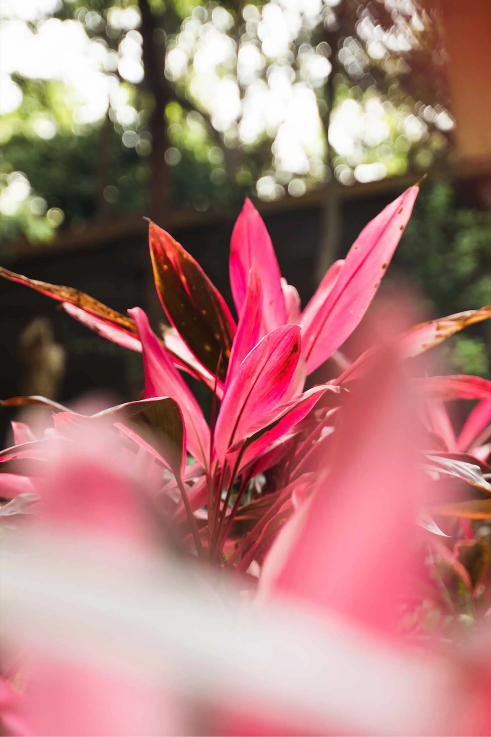 ASHTANGA+YOGA+MEXICO+RETREAT+PLANTAS.webp