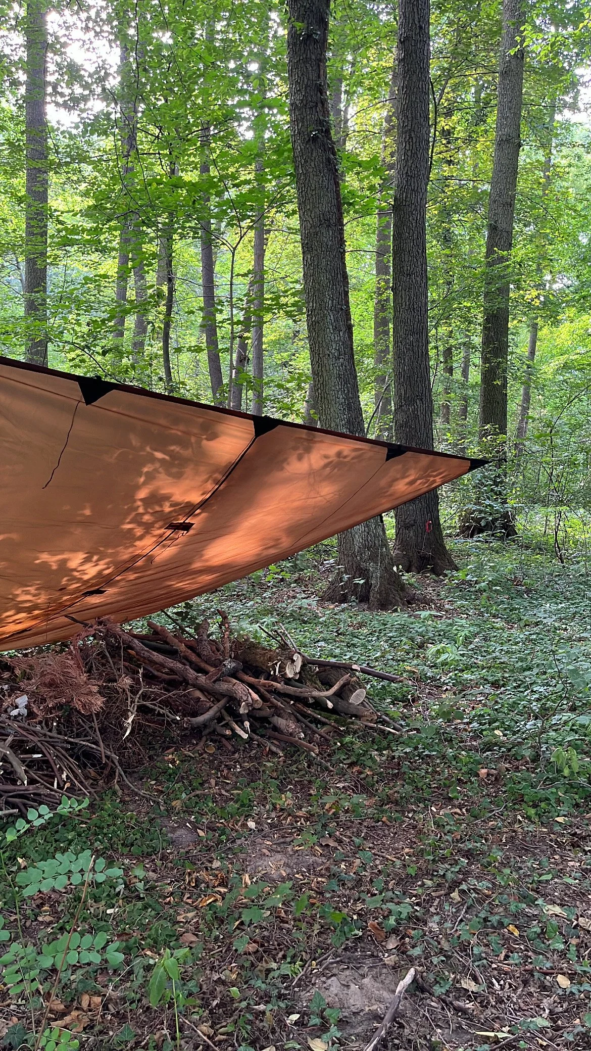 A tarp set up in a forest, with trees and green foliage in the background and a pile of sticks and logs on the ground below.