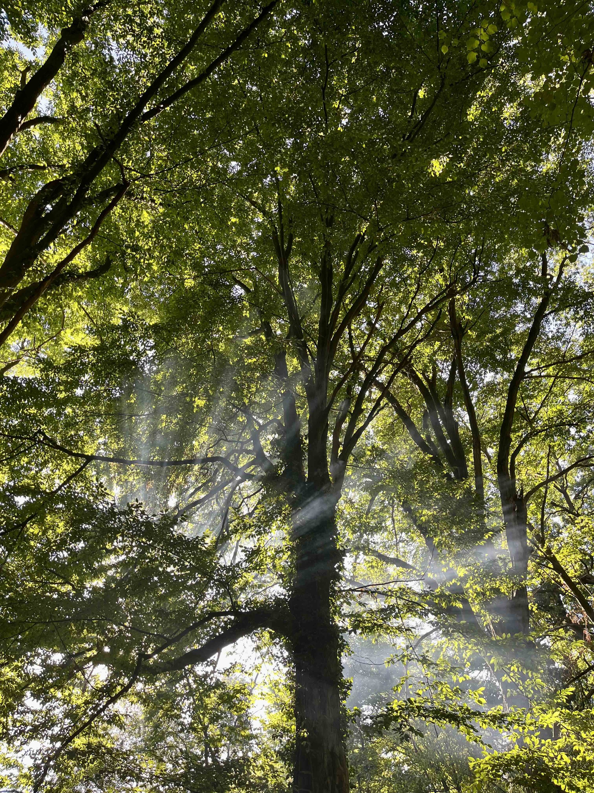 yoga retreat at the forest  near Berlin.jpeg