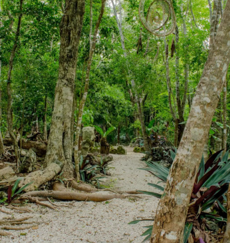 ASHTANGA+YOGA+MEXICO+RETREAT+selva.webp