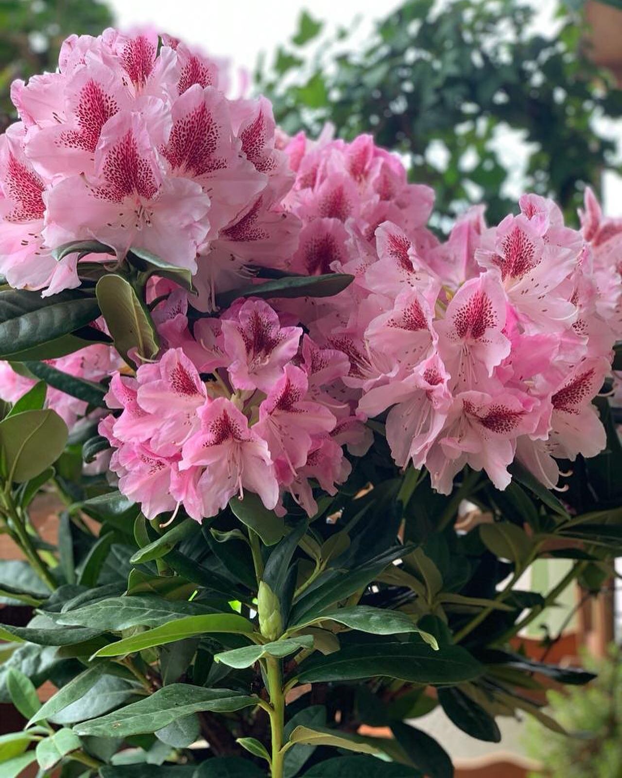 🌸Legno Garden si tinge di rosa per il Giro d&rsquo;Italia!
☀️Buona visione a tutti!
