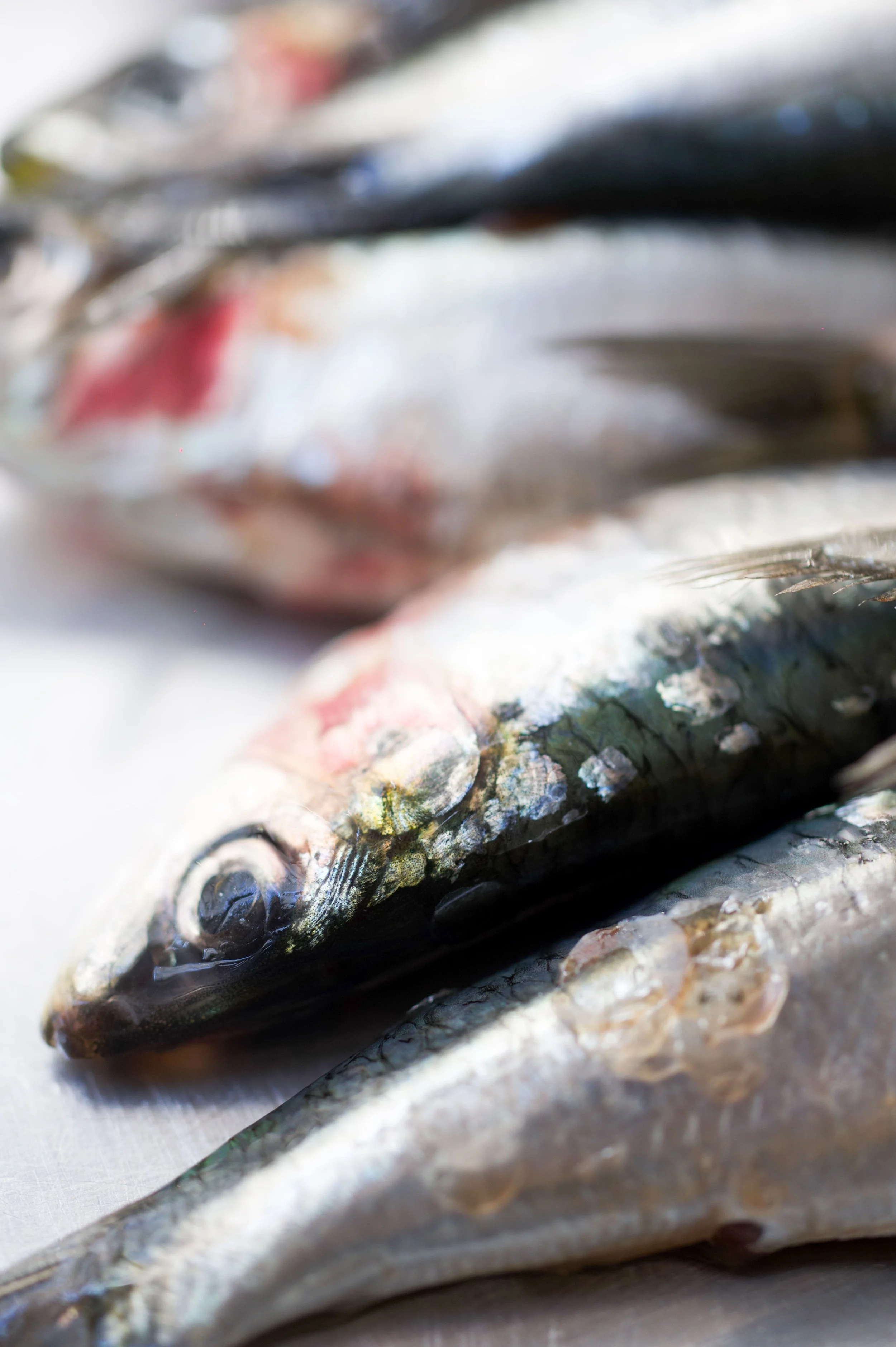 Gros plan sur des poissons frais, notamment un poisson avec un œil bien visible, semblant être sur de la glace ou une surface blanche.