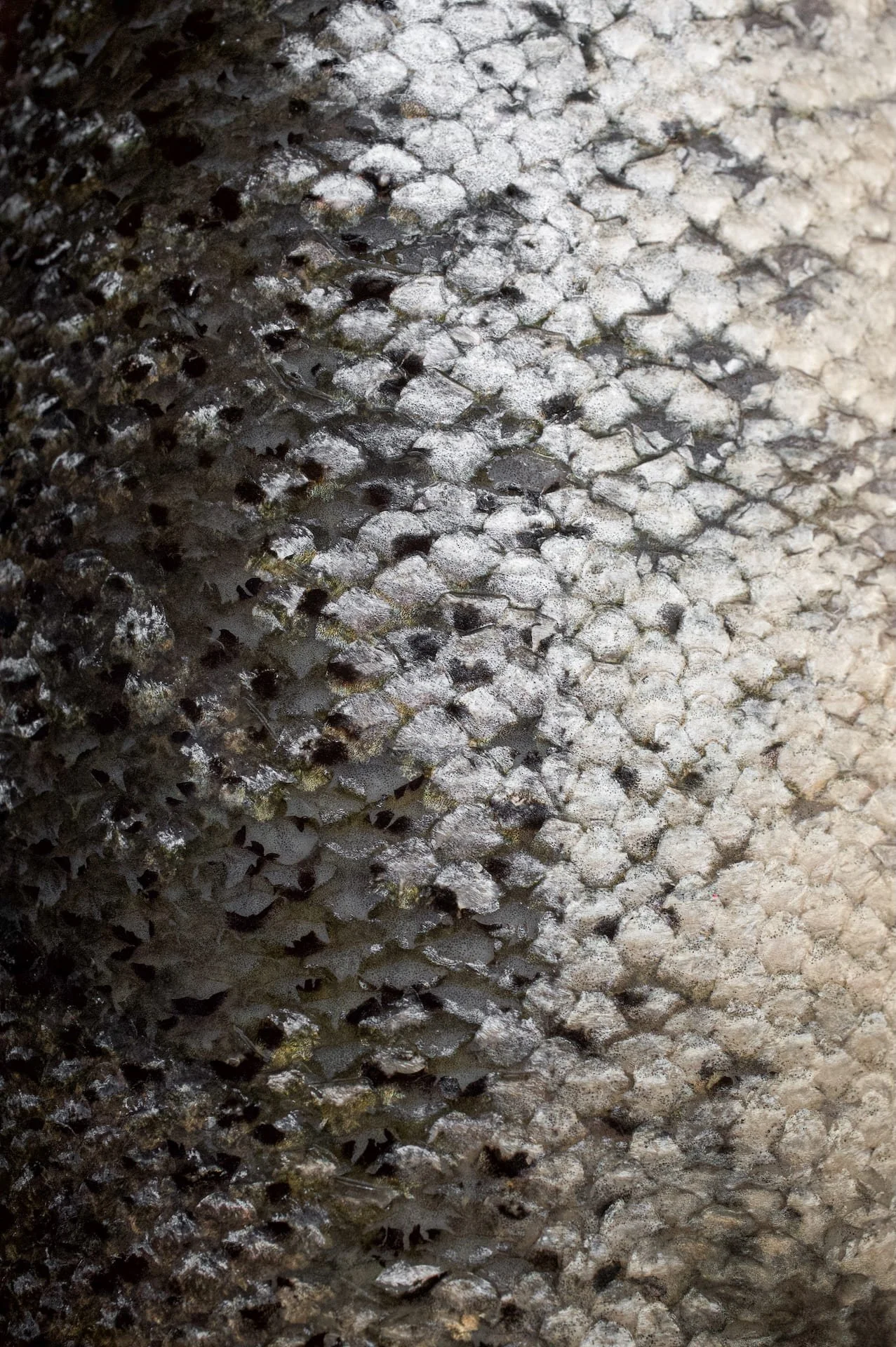 Surface de pierre avec une texture écailleuse et des couleurs variées de gris et blanc.
