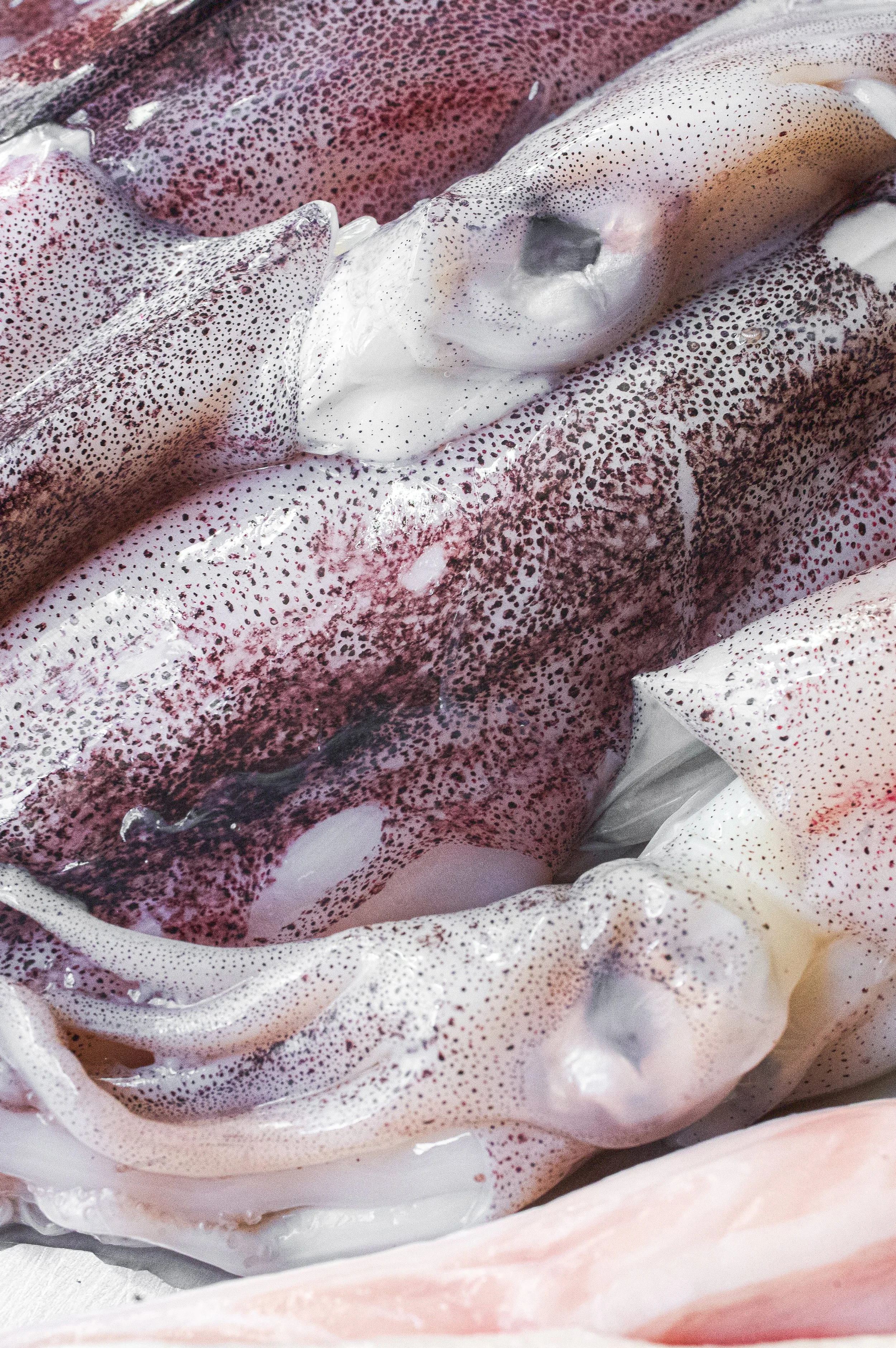 Calmars frais avec tentacules et corps, présentant une surface couverte de petites taches.