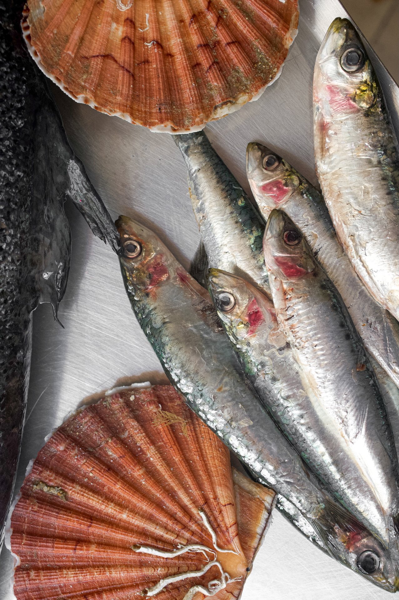 Frische Fische und Muscheln, einschließlich Scallops und Sardinen, auf einer Metalloberfläche.