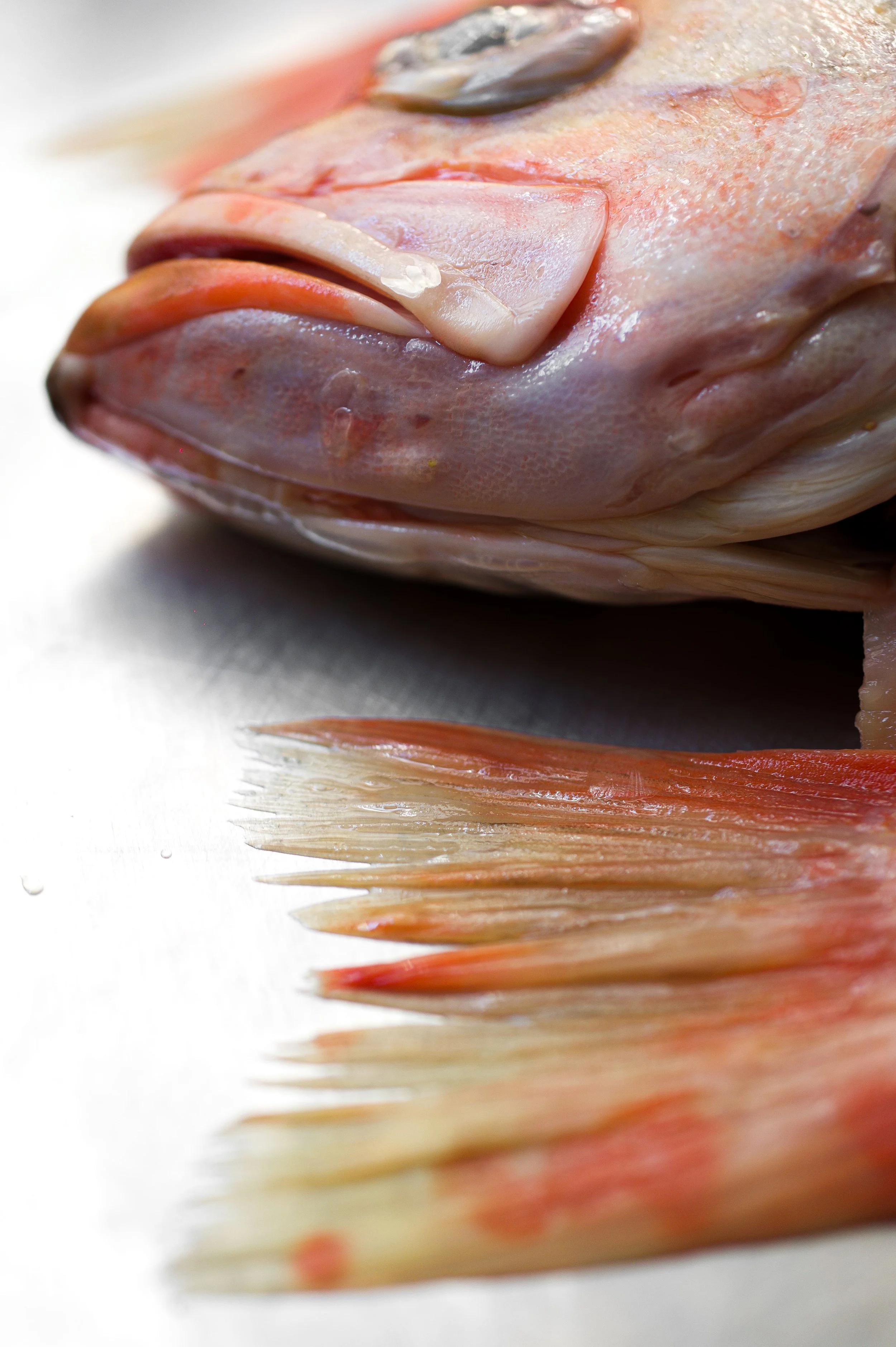 Un poisson frais avec ses nageoires et sa peau visible, posé sur une surface en métal.