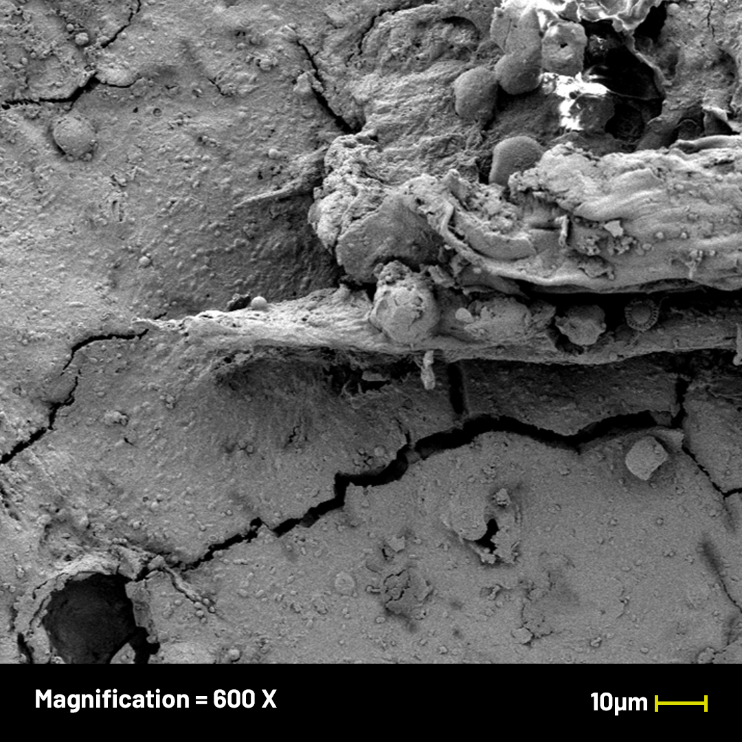 Solinatra Under the Microscope — Solinatra